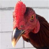 Hilo