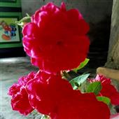 Giải h