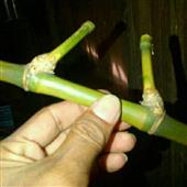 Guồng 